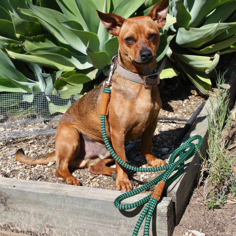Bark&Tail™ Adventure Buddy Bundle