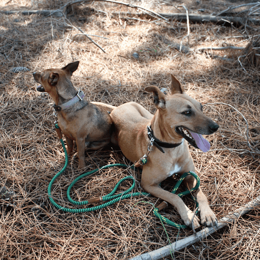 Bark&Tail™ Travel Rope Leash